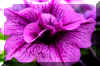 purplepinkflower_flower.JPG (198343 bytes)