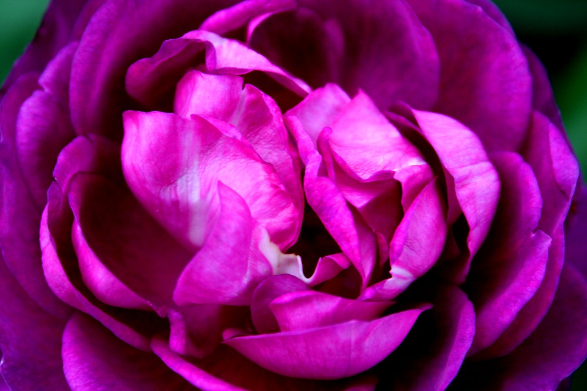 purplerose.JPG
