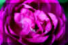 purplerose_flower.JPG (170204 bytes)