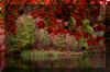 red-fall-tree-lake.jpg (260951 bytes)