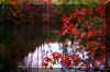 red-tree-fall-lake.jpg (289205 bytes)
