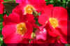 red-yellow-flowers.JPG (187374 bytes)