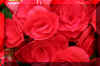 redbegonias_flower.JPG (150329 bytes)