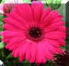 redpinkdaisy_flower.jpg (228510 bytes)