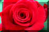 redrose_flower.JPG (130257 bytes)