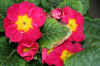 redyellowflowerweb_flower.jpg (203521 bytes)