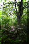 rhododendron