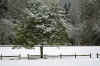 roadsideparktreeweb.JPG (410333 bytes)