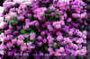rododendren1_flower.JPG (450222 bytes)