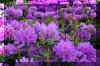 rododendrenfield_flower.JPG (279239 bytes)