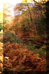 seneca-creek-trail-2.jpg (444731 bytes)