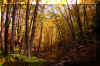 seneca-creek-trail-5.jpg (467138 bytes)