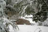 Snowy Stream in the West Virginia Monogahela Forest