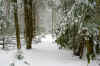 snowytrail2web.JPG (348756 bytes)