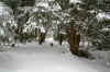 snowytrailweb.JPG (362462 bytes)