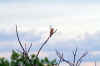 Beautiful Song Bird Singing a Song
