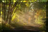 sunshine-fog-trees-1.jpg (335018 bytes)