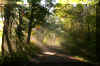 sunshine-fog-trees-2.jpg (395538 bytes)