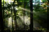 sunshine-fog-trees-3.jpg (345214 bytes)