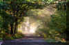 sunshine-fog-trees.jpg (419564 bytes)