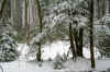 thicksnowyforestweb.JPG (389887 bytes)