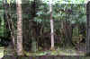 treeonrock2.JPG (443214 bytes)