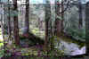 treesonrocks.JPG (491743 bytes)