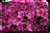Azalea-Flowers-Pink