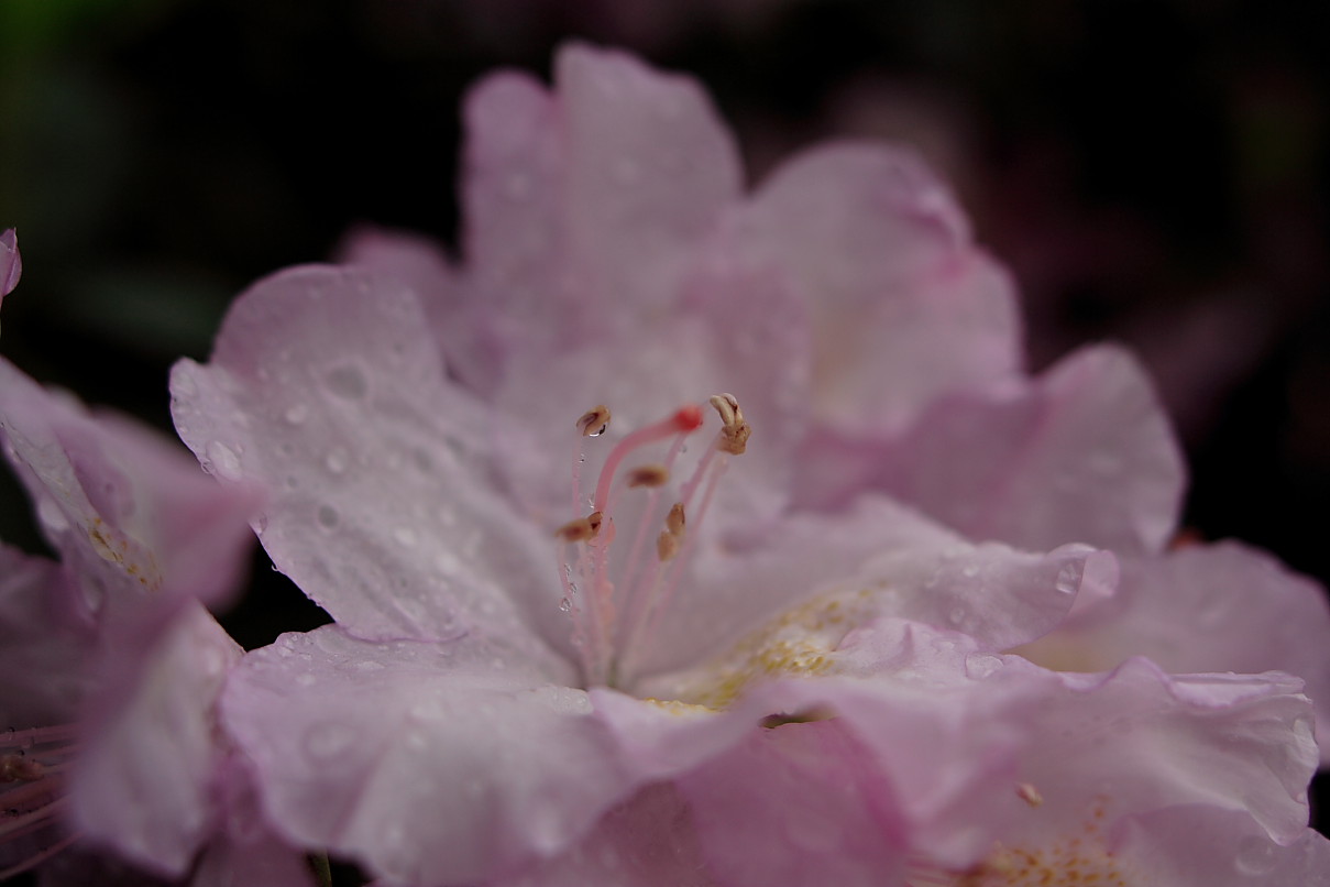 http://www.forestwander.com/images/update-9-2008/Flowers/Pink-Azalea-Flowers.JPG
