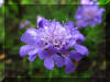 Purple-Blue-Flower
