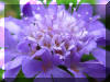 Purple-Blue-Flower