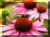 Purple-Cone-Flower-Bumble-Bee