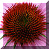 Purple-ConeFlower-Center