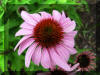 Purple-ConeFlower