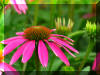 Purple-Flower-Fly