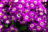Purple-Flowers