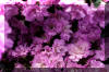 Purple-Pink-Azalea