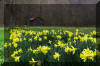 Spring-Daffodils-Barn-Field