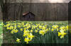 Spring-Daffodils-Barn-Flowers