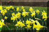 Spring-Daffodils-Barn