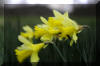 Spring-Daffodils-Macro