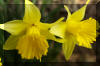Spring-Daffodils-Spider