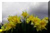 Spring-Daffodils-Yellow