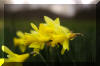 Spring-Daffodils
