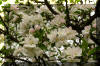 apple-bloom-close-flower
