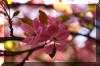 blossom-pink-tree