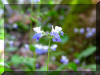 blue-white-flower