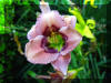 exotic-rose