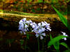 forest-flowers