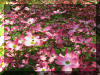 inside-a-pink-dogwood